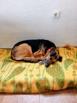 Jaisa, Schäferhund-Mix - Hündin