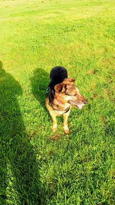 Jaisa, Schäferhund-Mix - Hündin