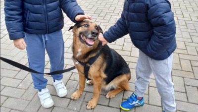 Jaisa, Schäferhund-Mix - Hündin