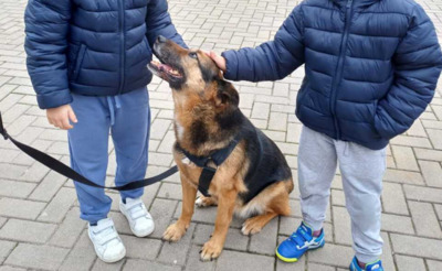 Jaisa, Schäferhund-Mix - Hündin