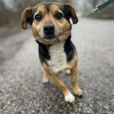 💥Jalapeno kleiner Mann ist noch etwas schüchtern, wird aber mit der Zeit immer zutraulicher 💥, Mischling - Rüde