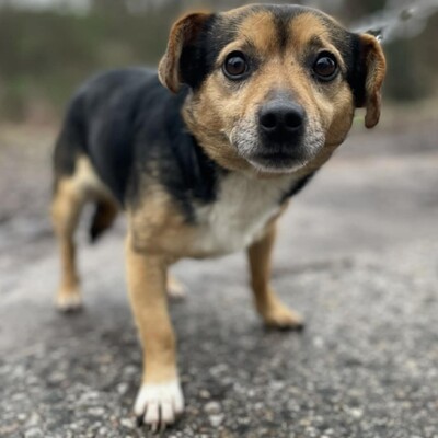 💥Jalapeno kleiner Mann ist noch etwas schüchtern, wird aber mit der Zeit immer zutraulicher 💥, Mischling - Rüde