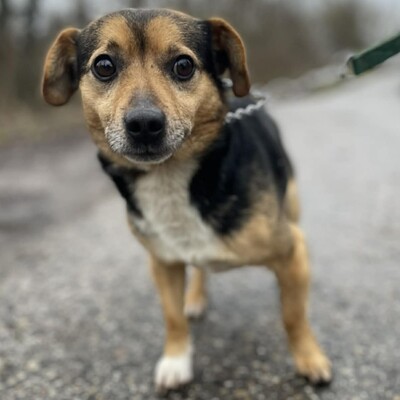 💥Jalapeno kleiner Mann ist noch etwas schüchtern, wird aber mit der Zeit immer zutraulicher 💥, Mischling - Rüde