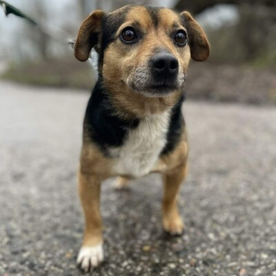 💥Jalapeno kleiner Mann ist noch etwas schüchtern, wird aber mit der Zeit immer zutraulicher 💥, Mischling - Rüde