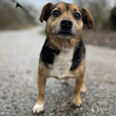 💥Jalapeno kleiner Mann ist noch etwas schüchtern, wird aber mit der Zeit immer zutraulicher 💥, Mischling - Rüde