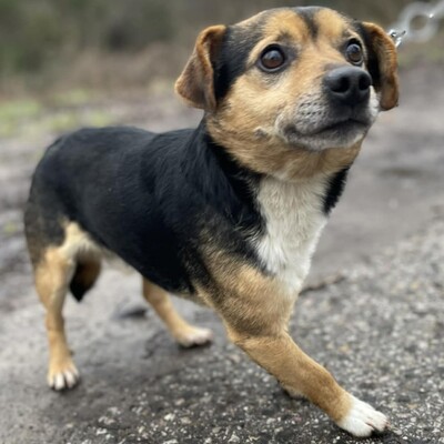 💥Jalapeno kleiner Mann ist noch etwas schüchtern, wird aber mit der Zeit immer zutraulicher 💥, Mischlingsrüde - Rüde