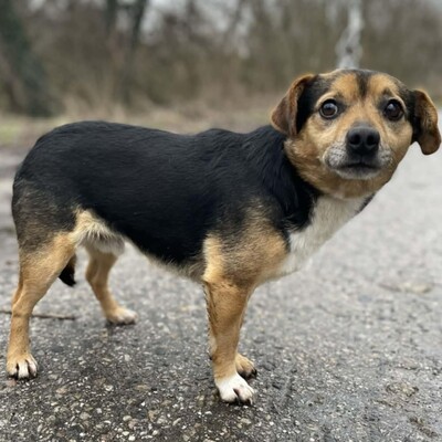 💥Jalapeno kleiner Mann ist noch etwas schüchtern, wird aber mit der Zeit immer zutraulicher 💥, Mischlingsrüde - Rüde