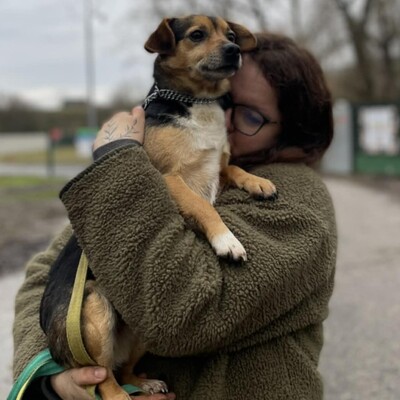 💥Jalapeno kleiner Mann ist noch etwas schüchtern, wird aber mit der Zeit immer zutraulicher 💥, Mischlingsrüde - Rüde