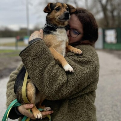 💥Jalapeno kleiner Mann ist noch etwas schüchtern, wird aber mit der Zeit immer zutraulicher 💥, Mischlingsrüde - Rüde