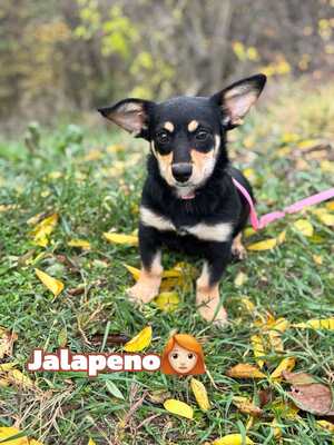 Jalapeno sucht ihre Familie...