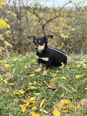 Jalapeno sucht ihre Familie..., Chihuahua-Dackel-Mischling Welpen - Hündin