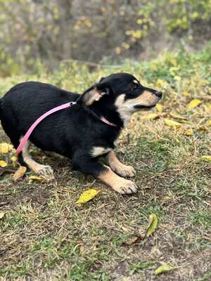 Jalapeno sucht ihre Familie..., Chihuahua-Dackel-Mischling Welpen - Hündin