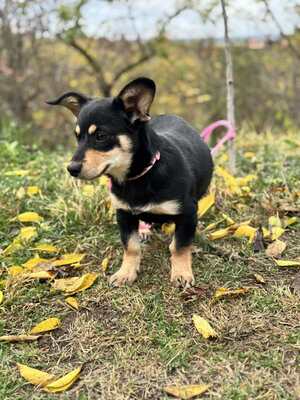 Jalapeno sucht ihre Familie..., Chihuahua-Dackel-Mischling Welpen - Hündin