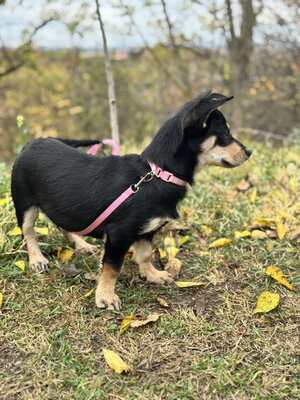 Jalapeno sucht ihre Familie..., Chihuahua-Dackel-Mischling Welpen - Hündin