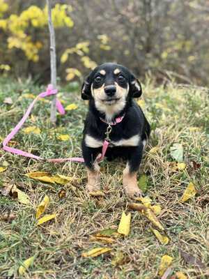 Jalapeno sucht ihre Familie..., Chihuahua-Dackel-Mischling Welpen - Hündin