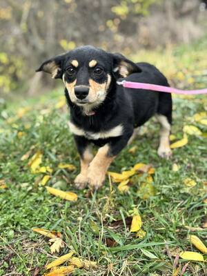 Jalapeno sucht ihre Familie..., Chihuahua-Dackel-Mischling Welpen - Hündin