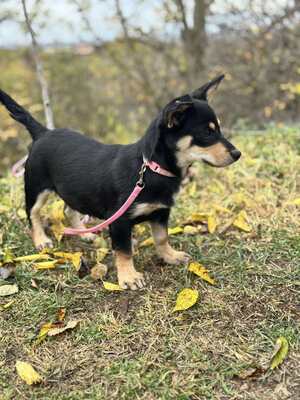 Jalapeno sucht ihre Familie..., Chihuahua-Dackel-Mischling Welpen - Hündin