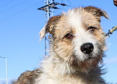 Jamie, Rauhaar- Mischling - Hündin