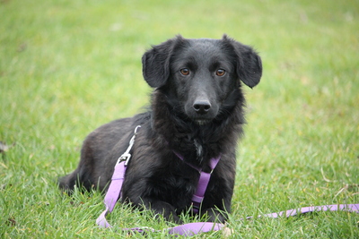 Jana, Mischling - Hündin