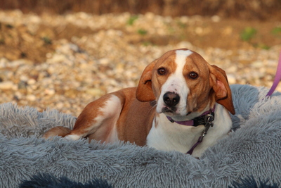 Jana, Mischling - Hündin