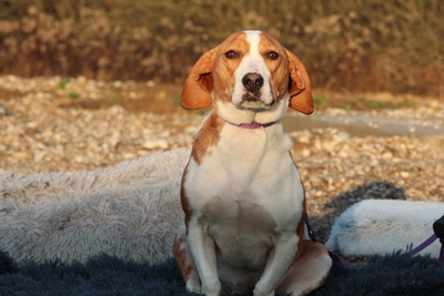 Jana, Mischling - Hündin