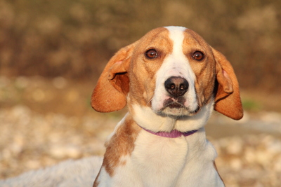 Jana, Mischling - Hündin