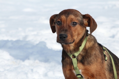 Jando, Mischling - Rüde