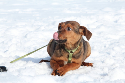 Jando, Mischling - Rüde