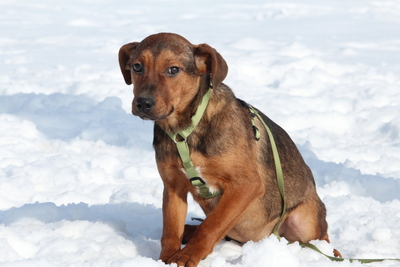 Jando, Mischling - Rüde