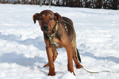 Jando, Mischling - Rüde