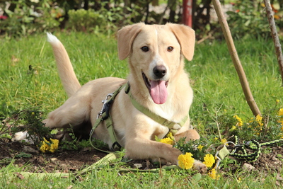 Jandro, Mischling - Rüde