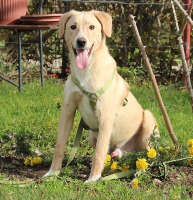 Jandro, Mischling - Rüde