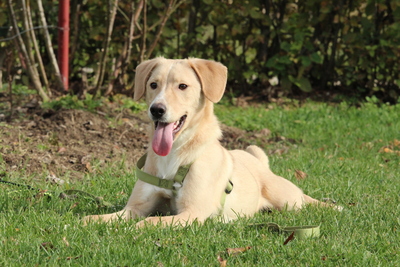 Jandro, Mischling - Rüde