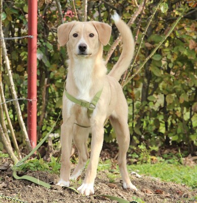 Jandro, Mischling - Rüde