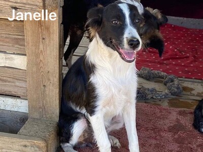 Janelle - Süße Welpendame, ca. 5 Monate/9kg, Mischling Welpen - Hündin