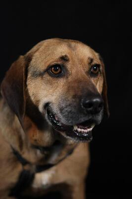 Jango, Mischling - Rüde