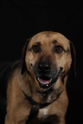Jango, Mischling - Rüde
