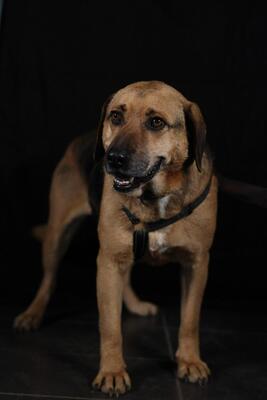 Jango, Mischling - Rüde