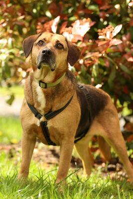 Jango, Mischling - Rüde