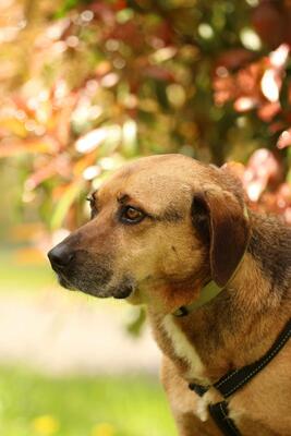 Jango, Mischling - Rüde