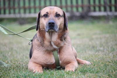 Jango, mischling - Rüde