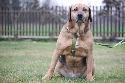 Jango, mischling - Rüde