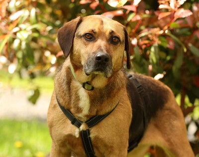 Jango, mischling - Rüde