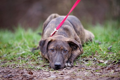 Janina, Welpen - Hündin