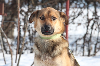 Janni, Mischling - Rüde