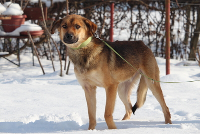 Janni, Mischling - Rüde