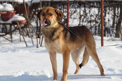 Janni, Mischling - Rüde