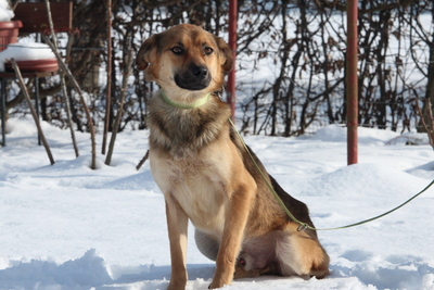 Janni, Mischling - Rüde