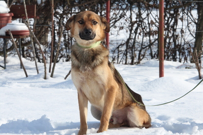 Janni, Mischling - Rüde