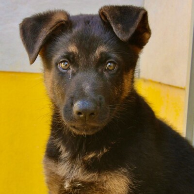 🆕Jano zauberhafter Schäfi-Mixwelpe möchte gerne raus aus dem Tierheim +rein in eine tolle Familie. Er ist noch so jung💥, Schäferhund-Mischling Welpen - Rüde